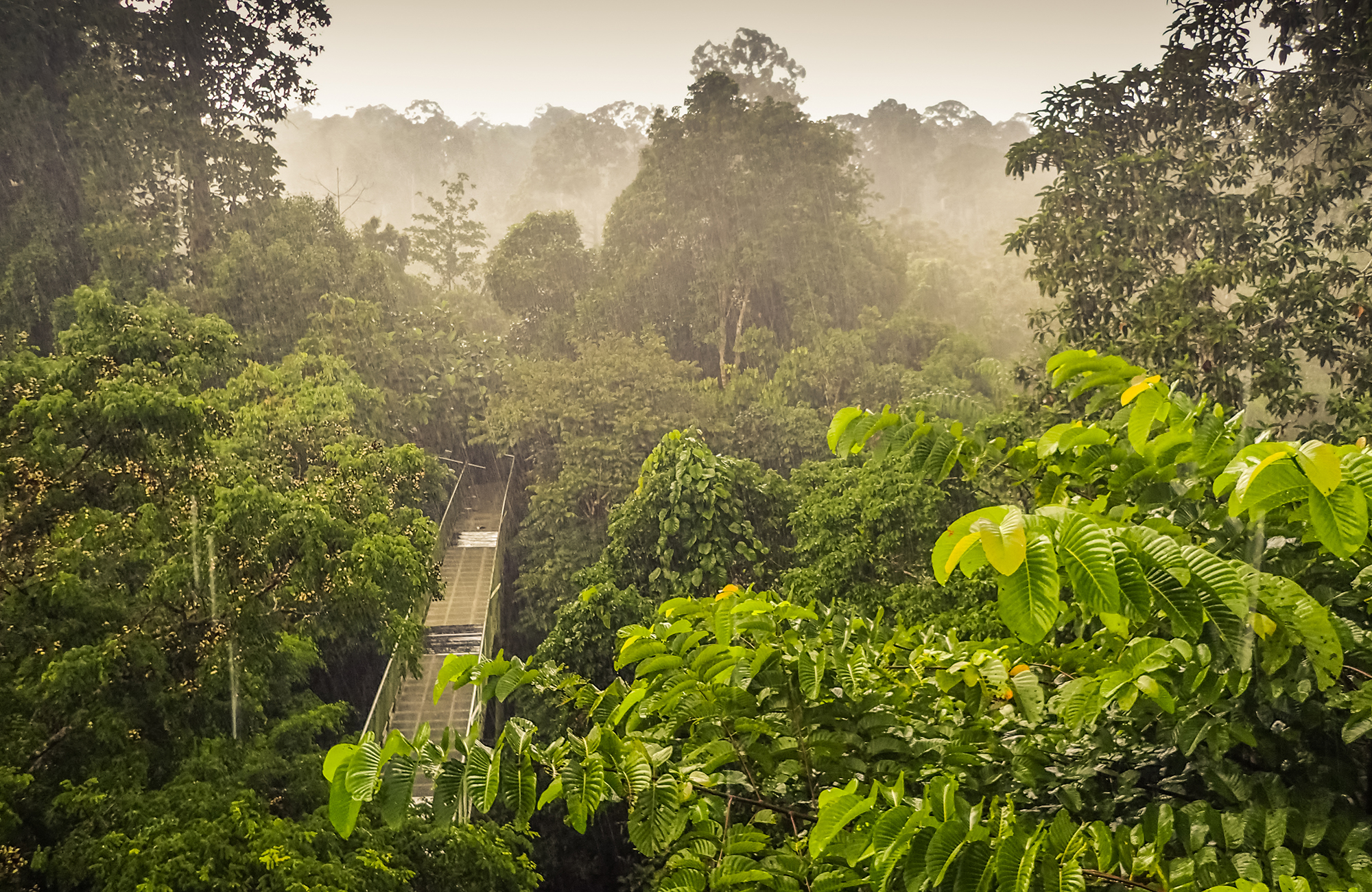 Borneos jungle er fantastisk at opleve på din rejse i malaysia