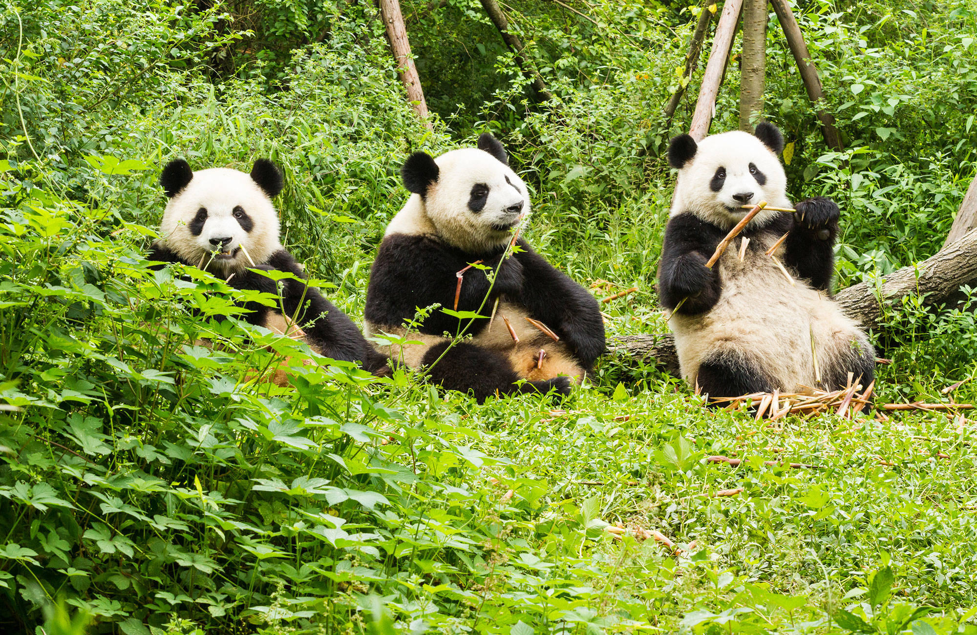 chengdu-china-giant-panda-cover