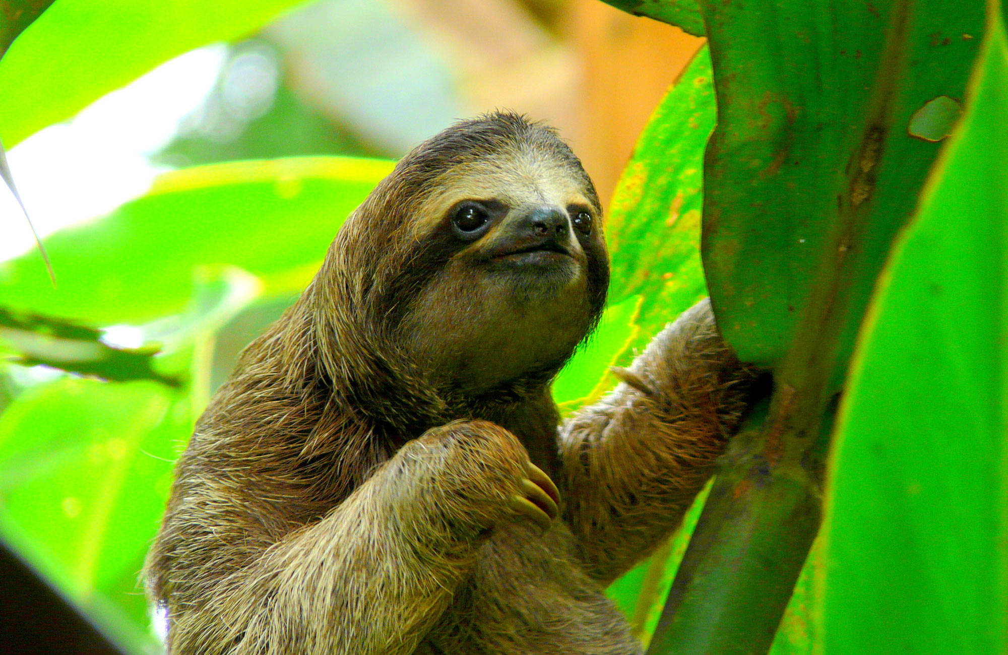 costa-rica-sloth-puerto-viejo-cover