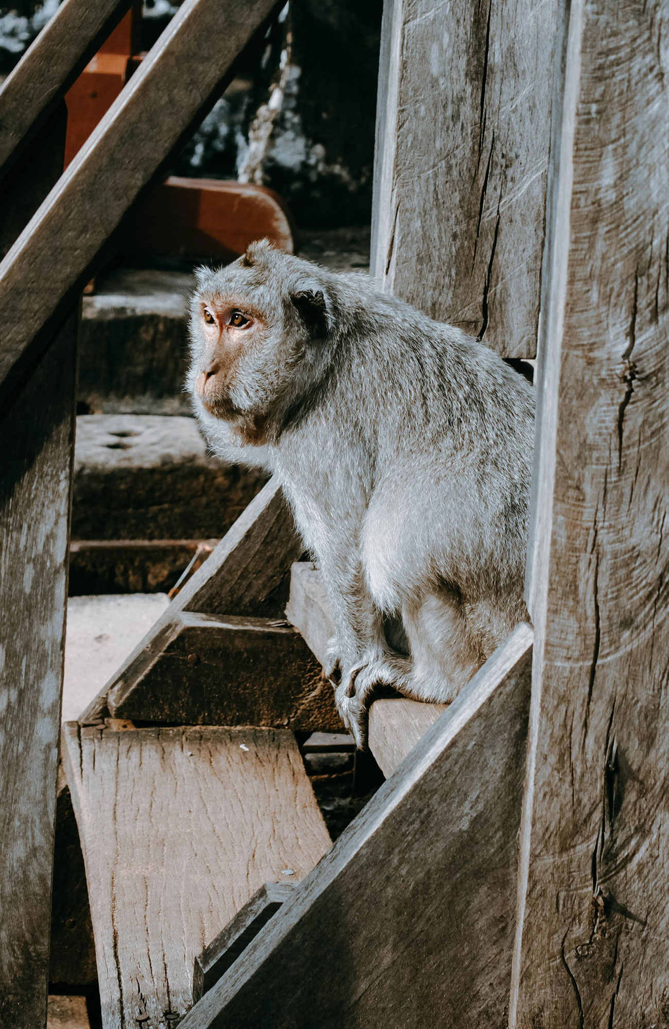 Rejser til Angkor Wat | KILROY