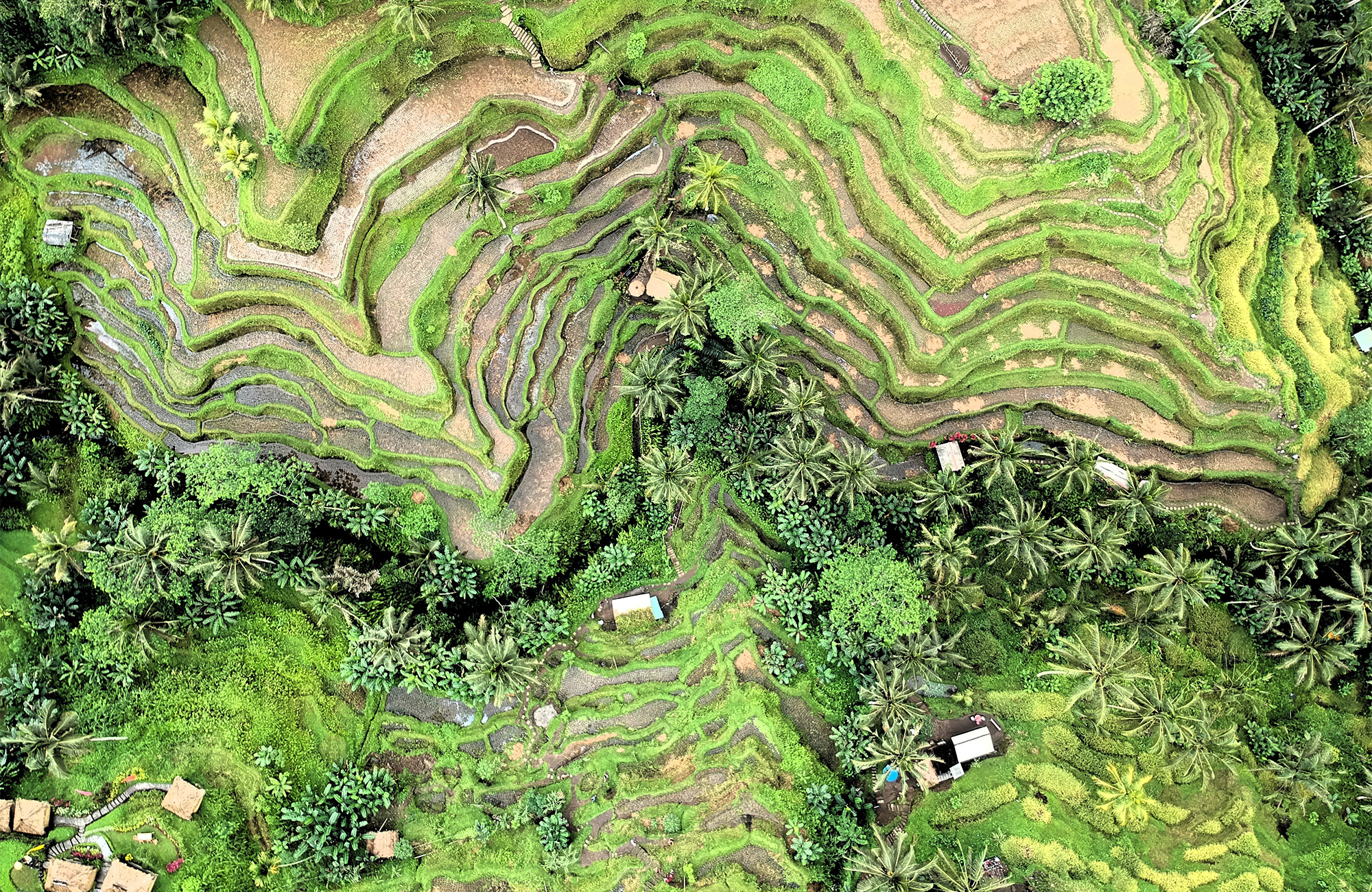 Rismarkerne på Bali set fra oven, Indonesien