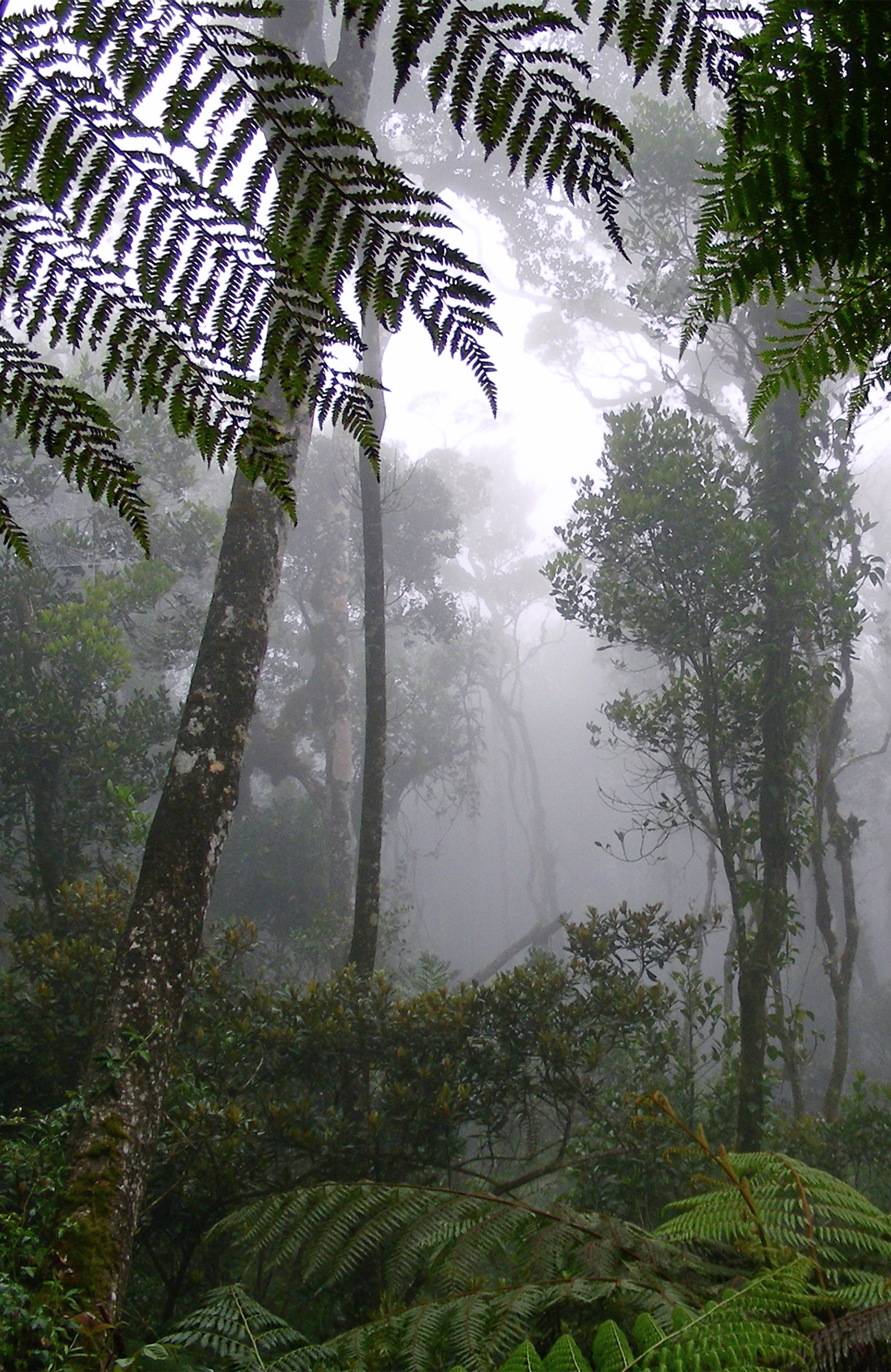 Rejser til Borneo | Backpacking på Borneo | KILROY