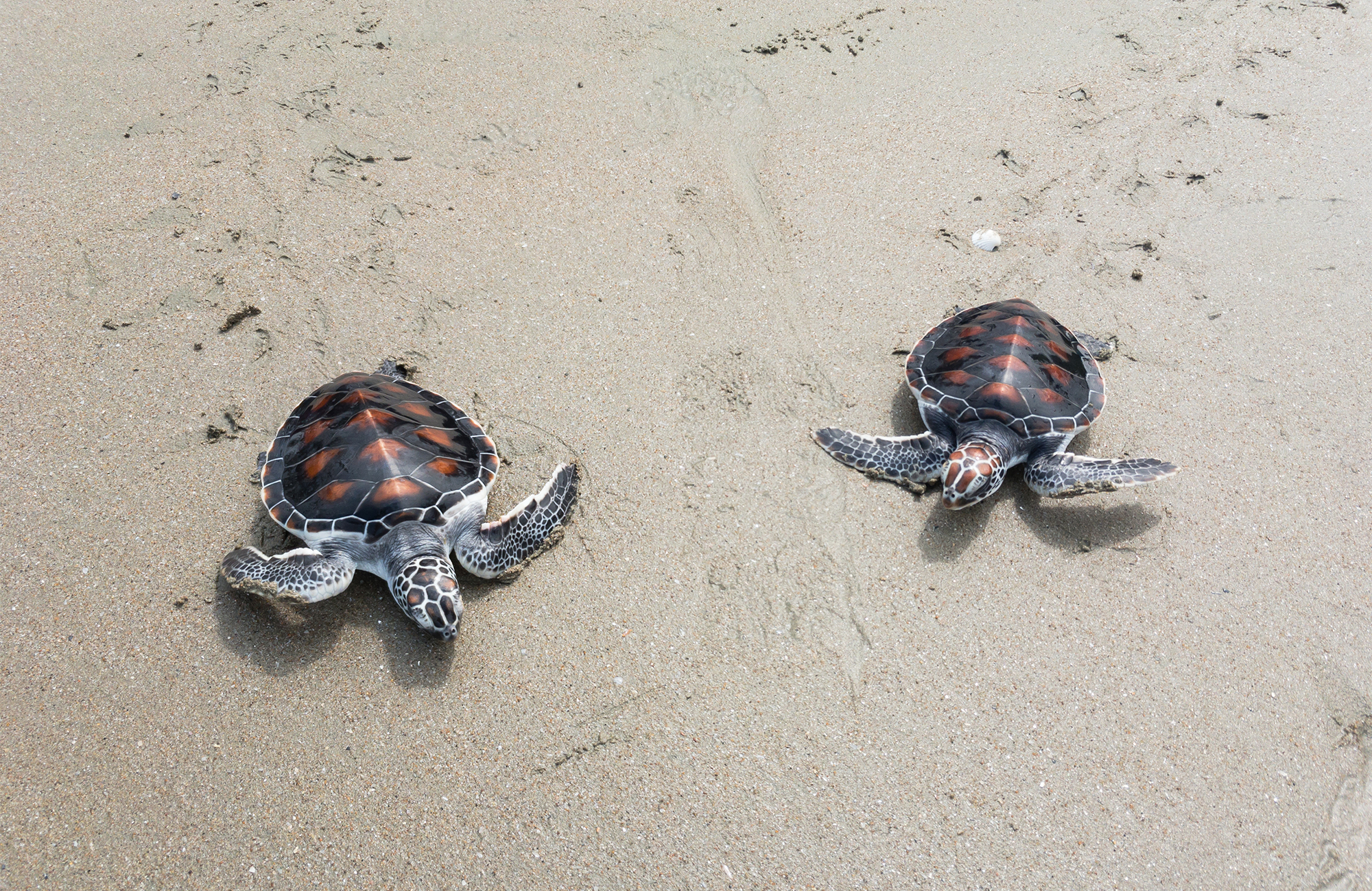 Rejser til Borneo | Backpacking på Borneo | KILROY