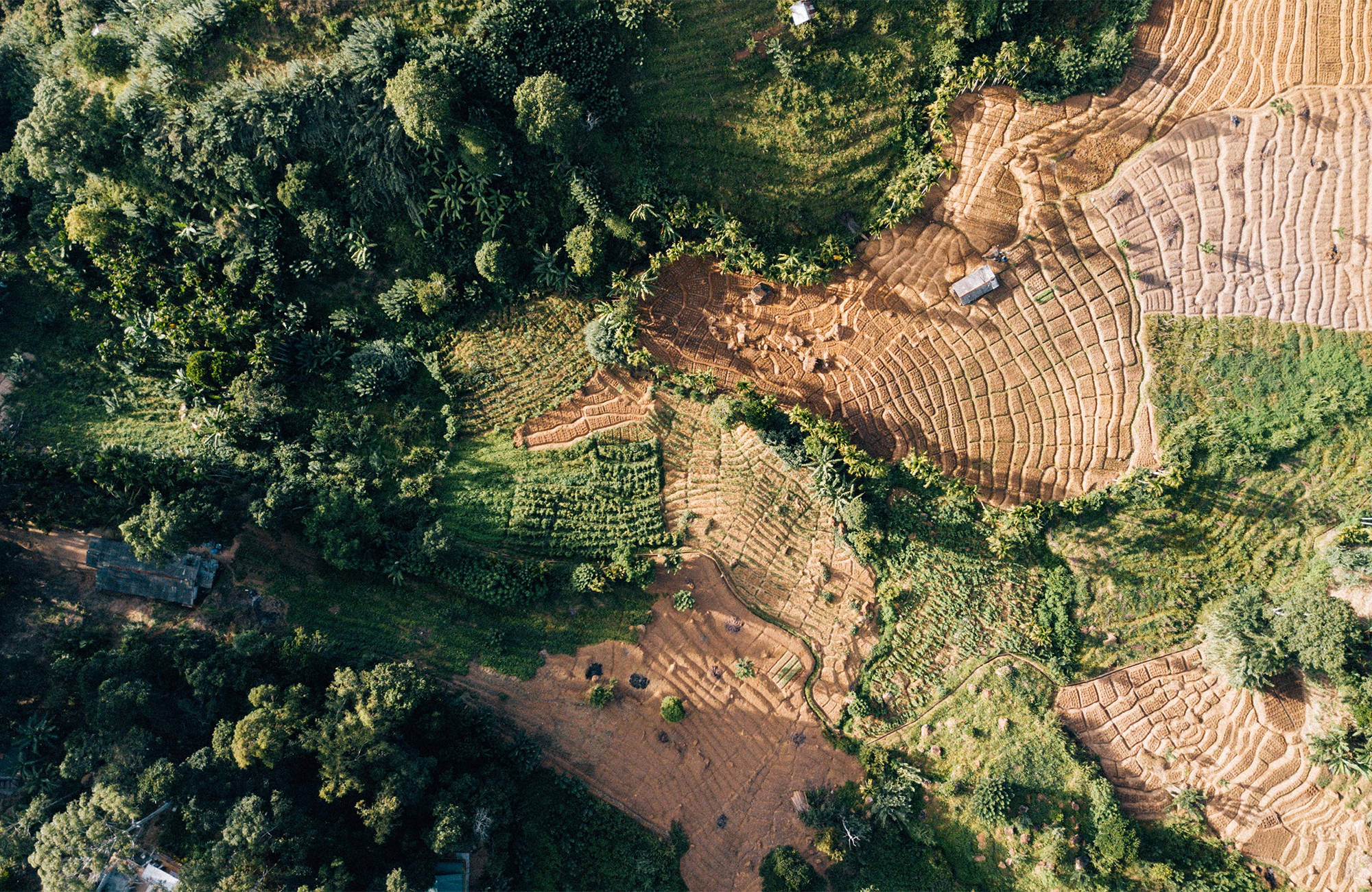 Oplev de smukke risterrasser i Sri Lanka