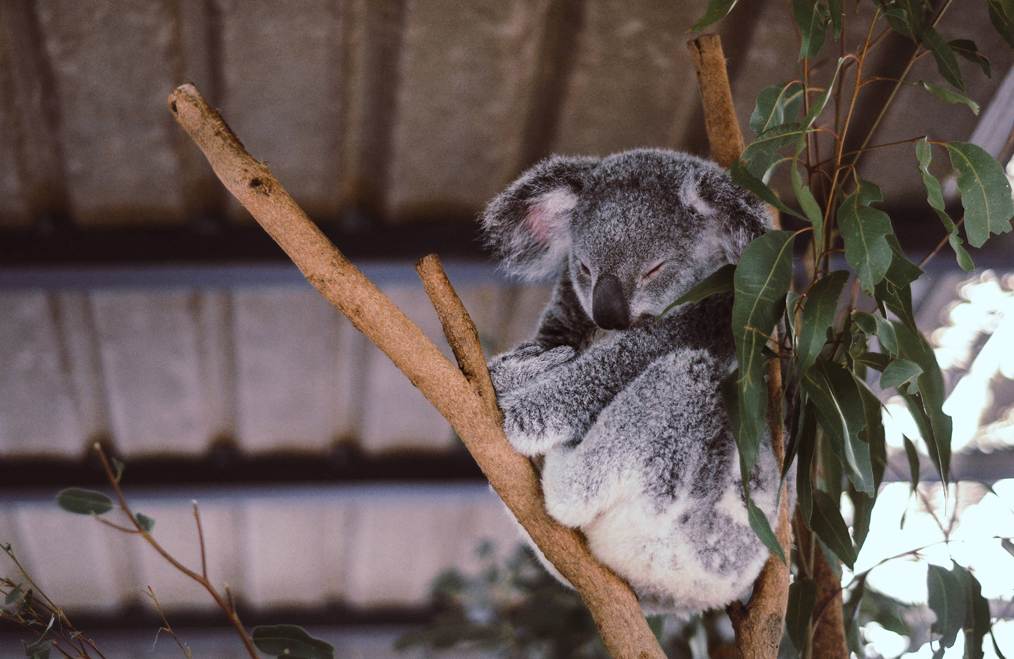Koalabjørn i Australien | KILROY 
