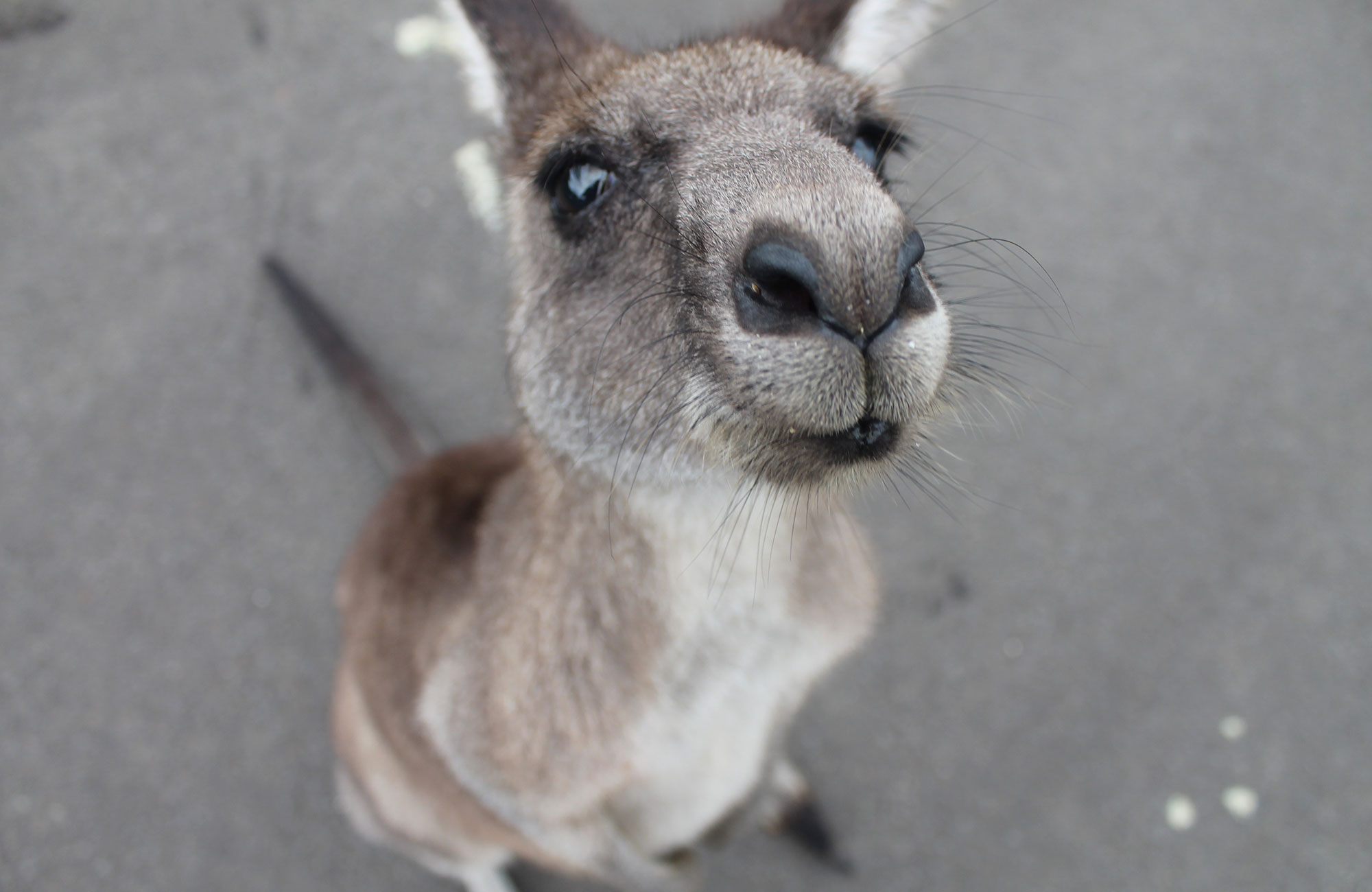 Kangaroo Island i Australien - KILROY