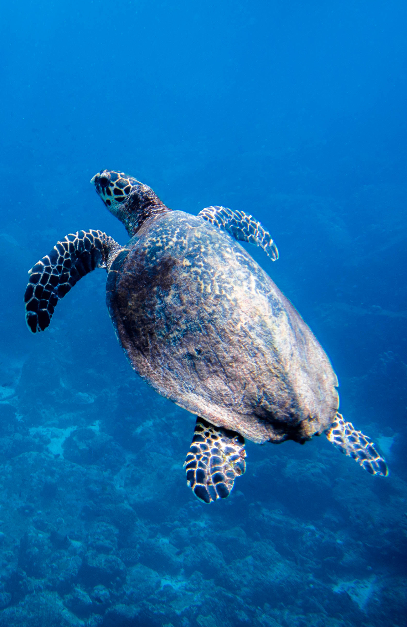 Rejser til Perhentian Island | KILROY