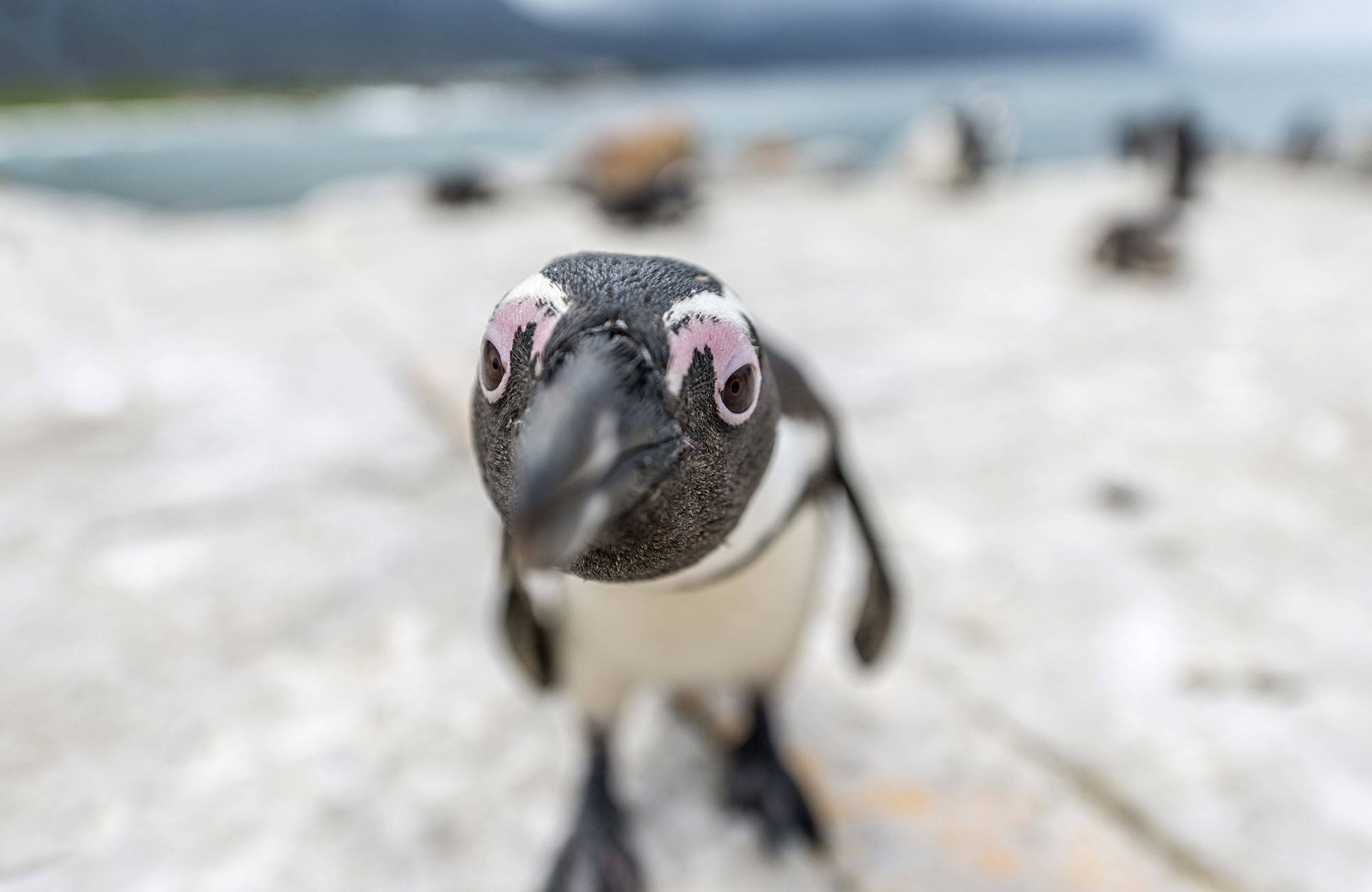south-africa-hermanus-pinguin-cover