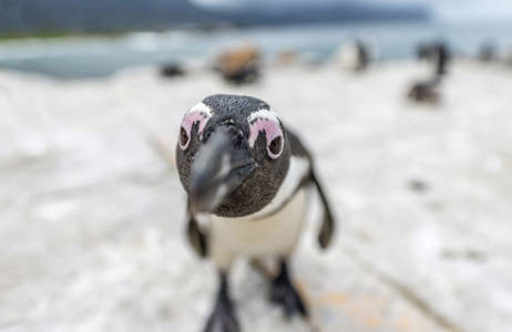 south-africa-hermanus-pinguin-cover