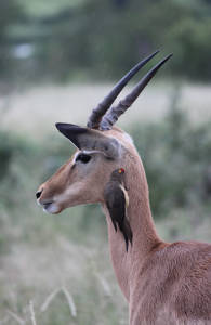 kruger-national-park-antelope-with-bird-sidebar