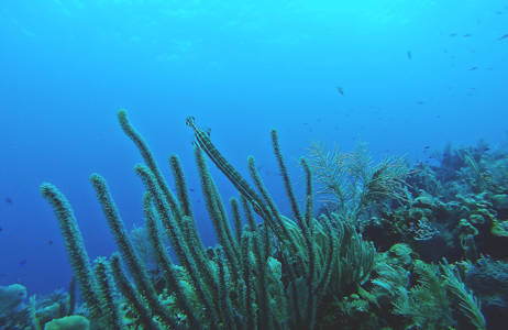 roatán-honduras-blue-water-coral-fish-cover