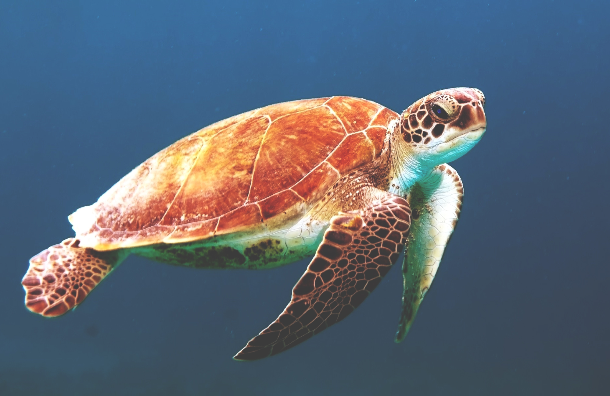 Dykning i Tanzania | Dykkercertifikat i Tanzania