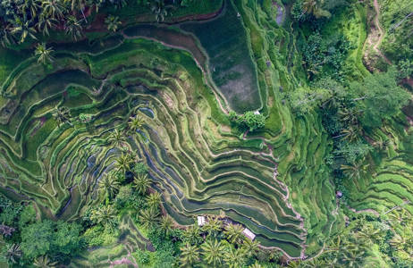 sumatra-indonesia-ricefields-drone-green-cover