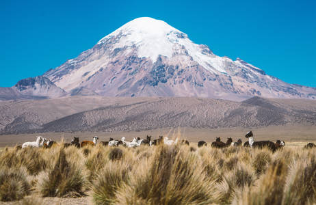 bolivia-alpacas-mountain-nevado-sajama-cover