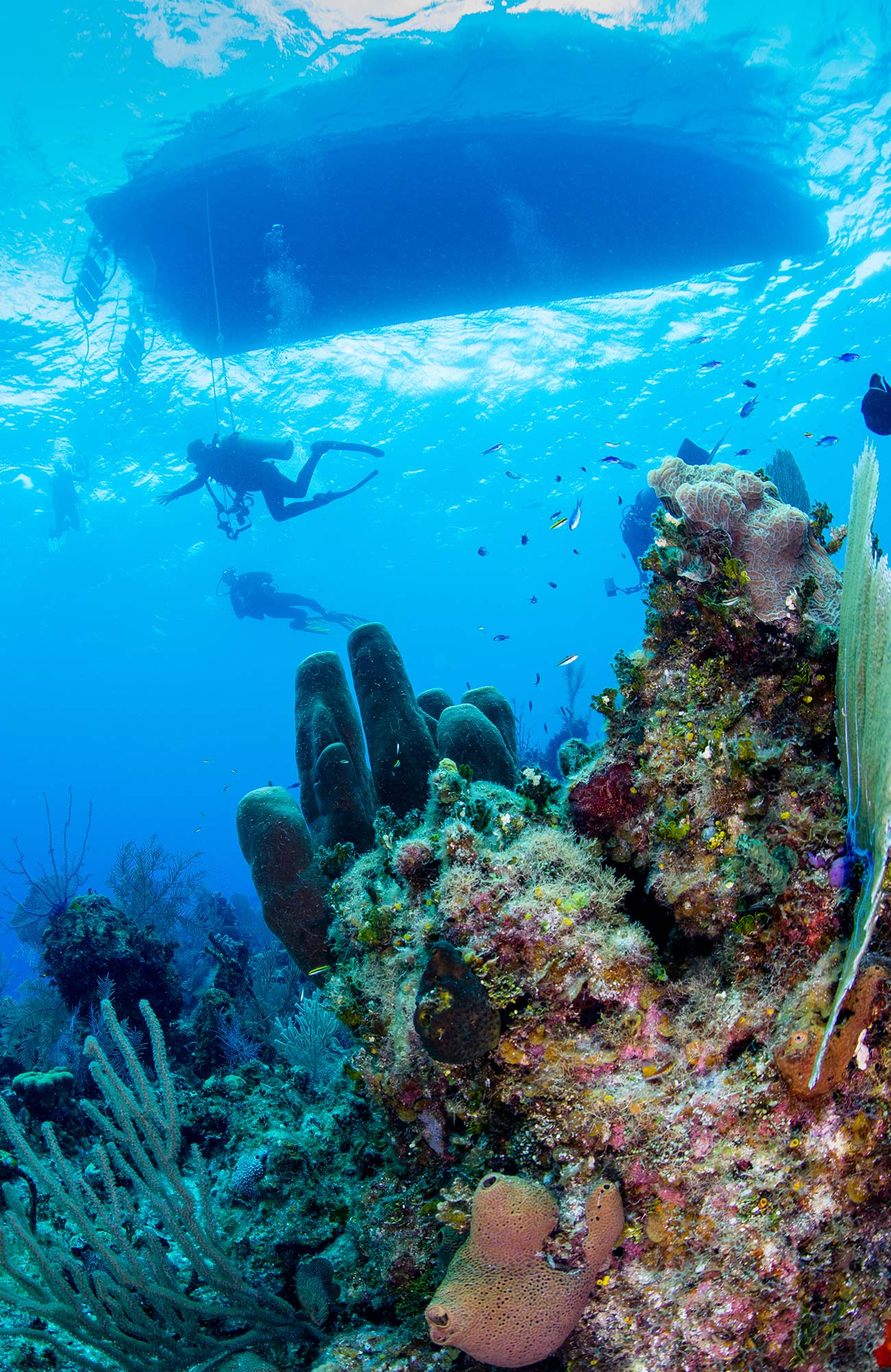 Dykning i Thailand | Lær at dykke i Thailand