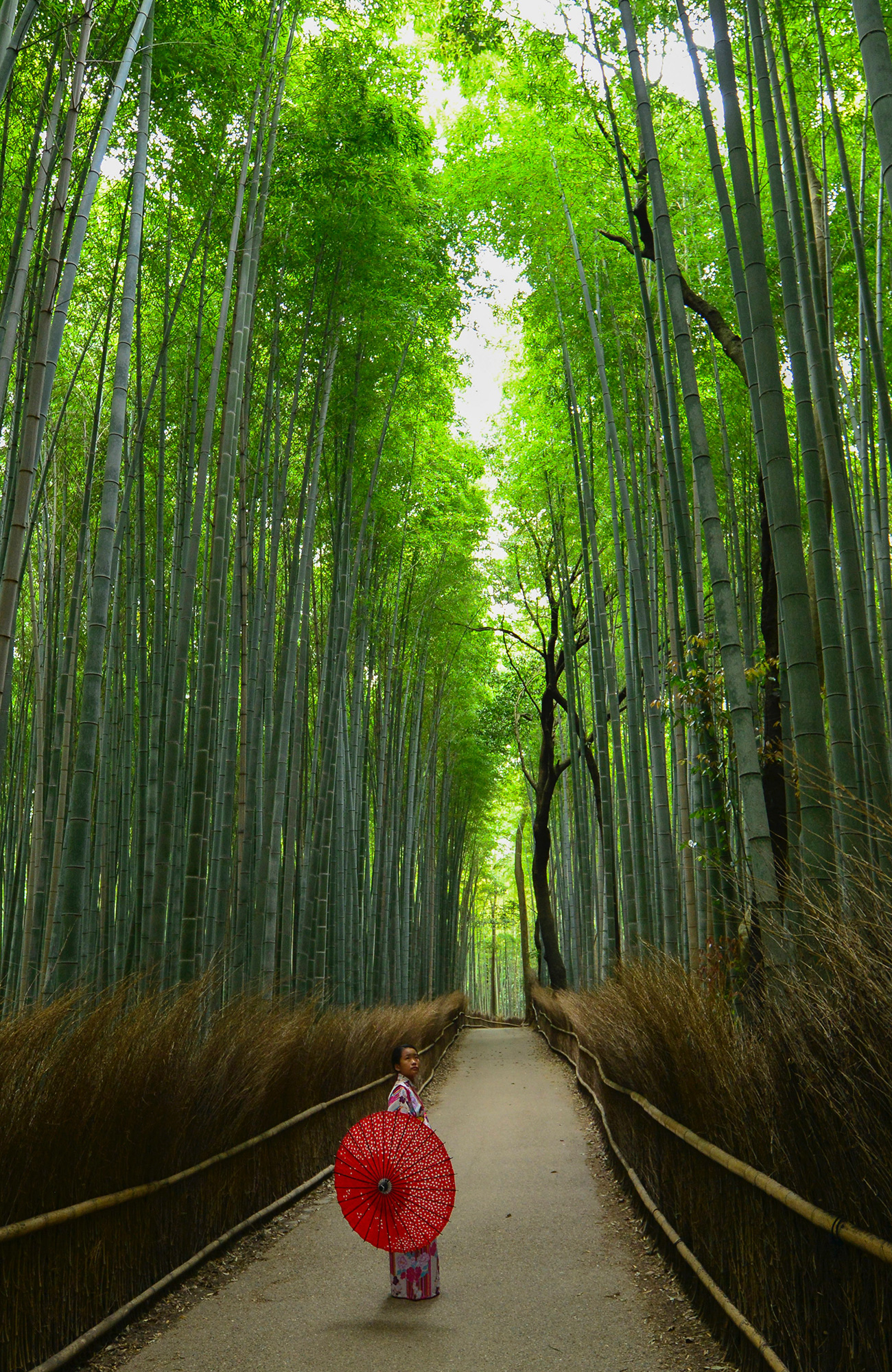 en japaner blandt høje bambus stænger i Japan
