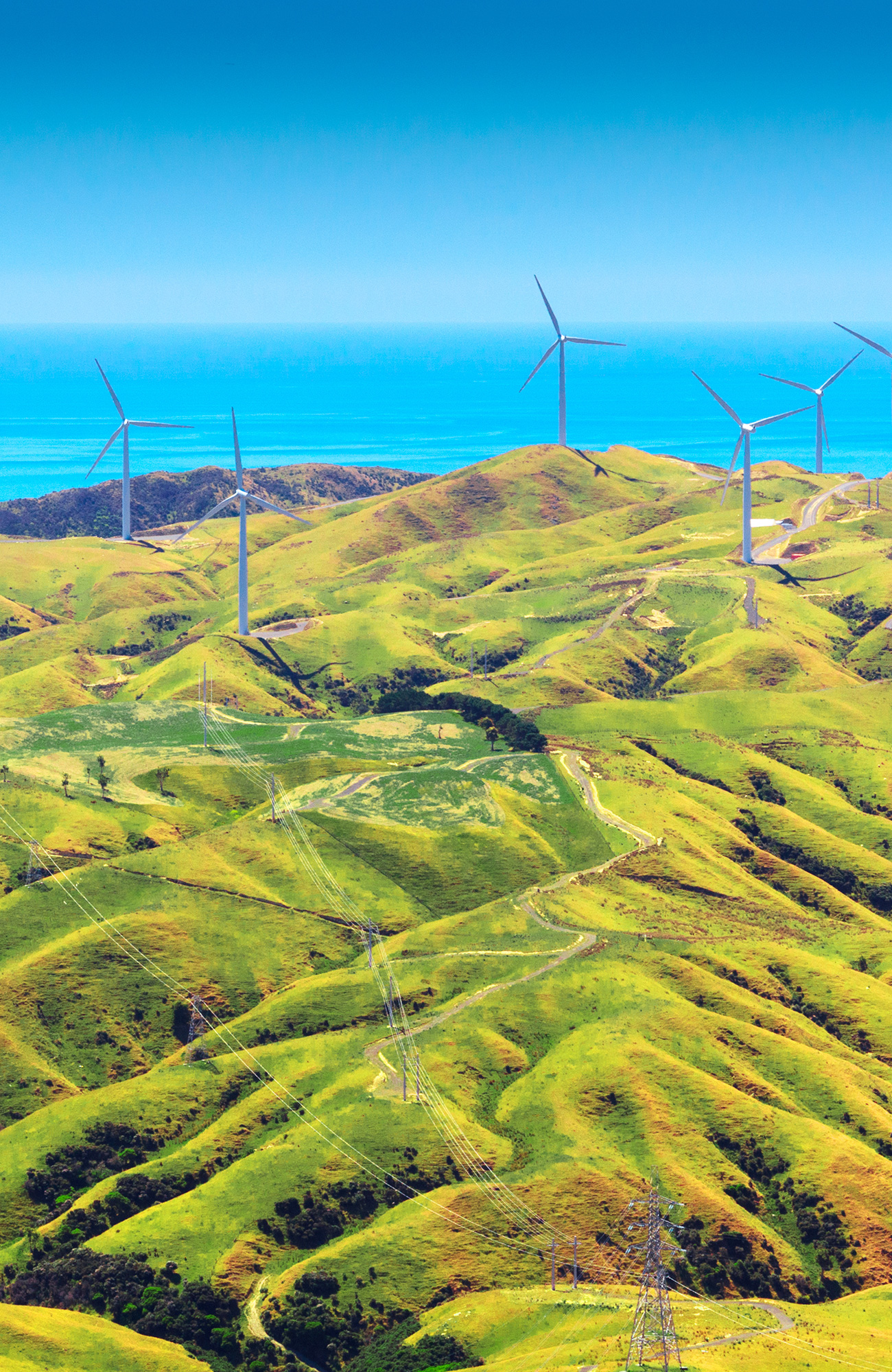 studere i wellington - semester i wellington - study abroad wellington