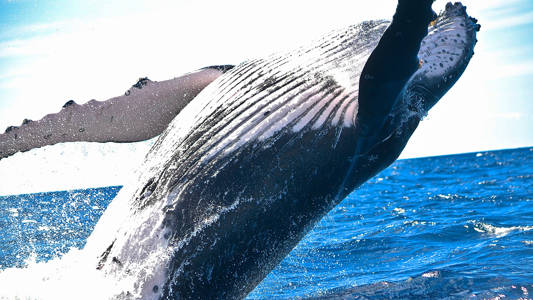 zanzibar-humpback-whale-cover