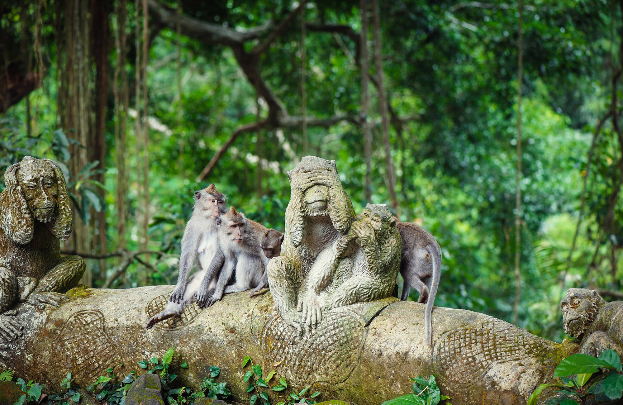 ubud-bali-monkey-forest-cover