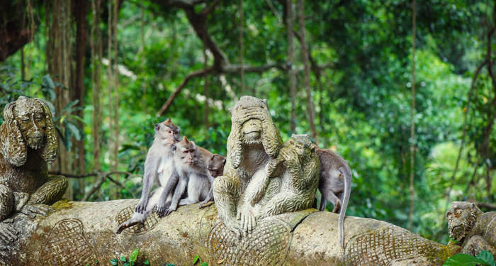 besøg monkey forest i ubud på bali