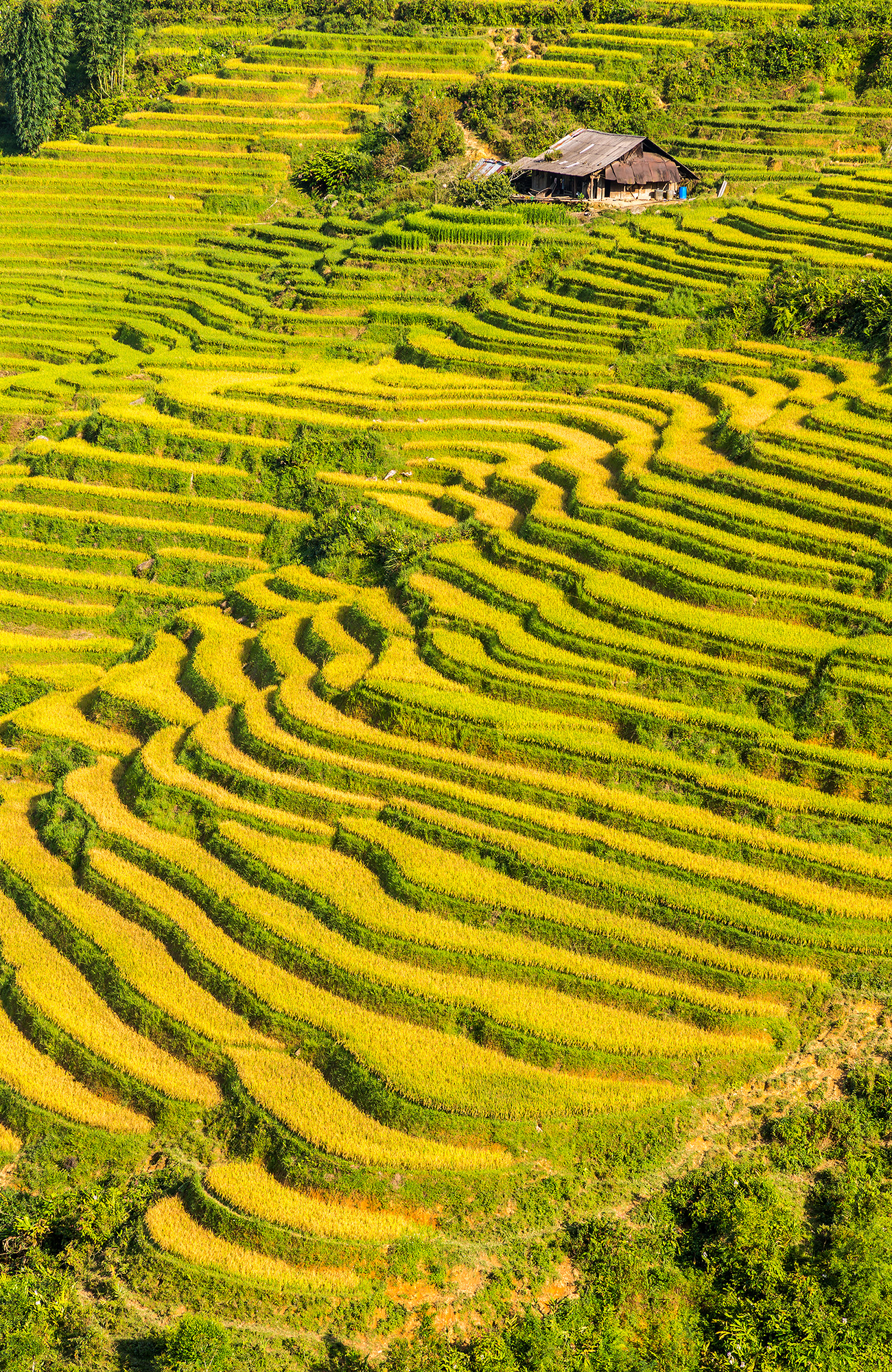 Trekking i Vietnam | Trekking i Sapa | KILROY