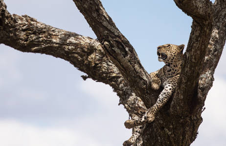 Hvis du er heldig kan du spotte leoparder på din rejse i Tanzania