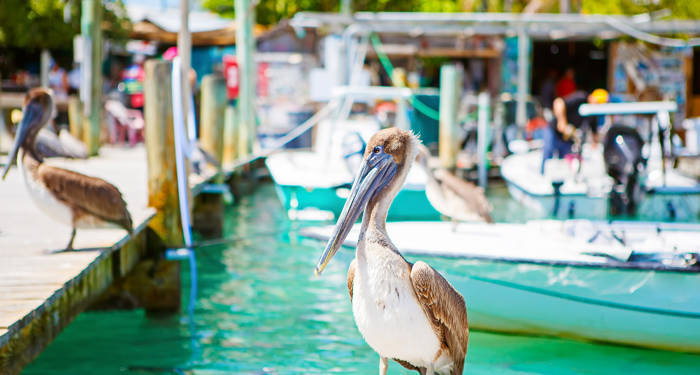 florida-keys-islamorada-pelicans-cover