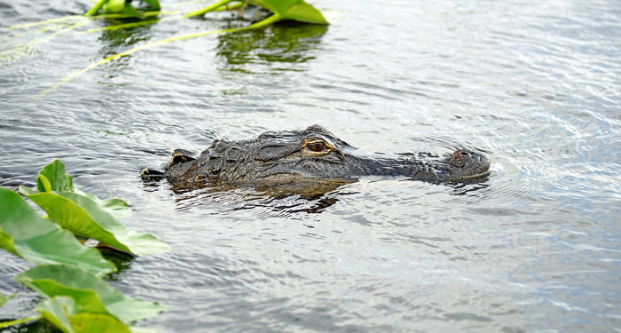 Alligator i Everglades Nationalpark | KILROY
