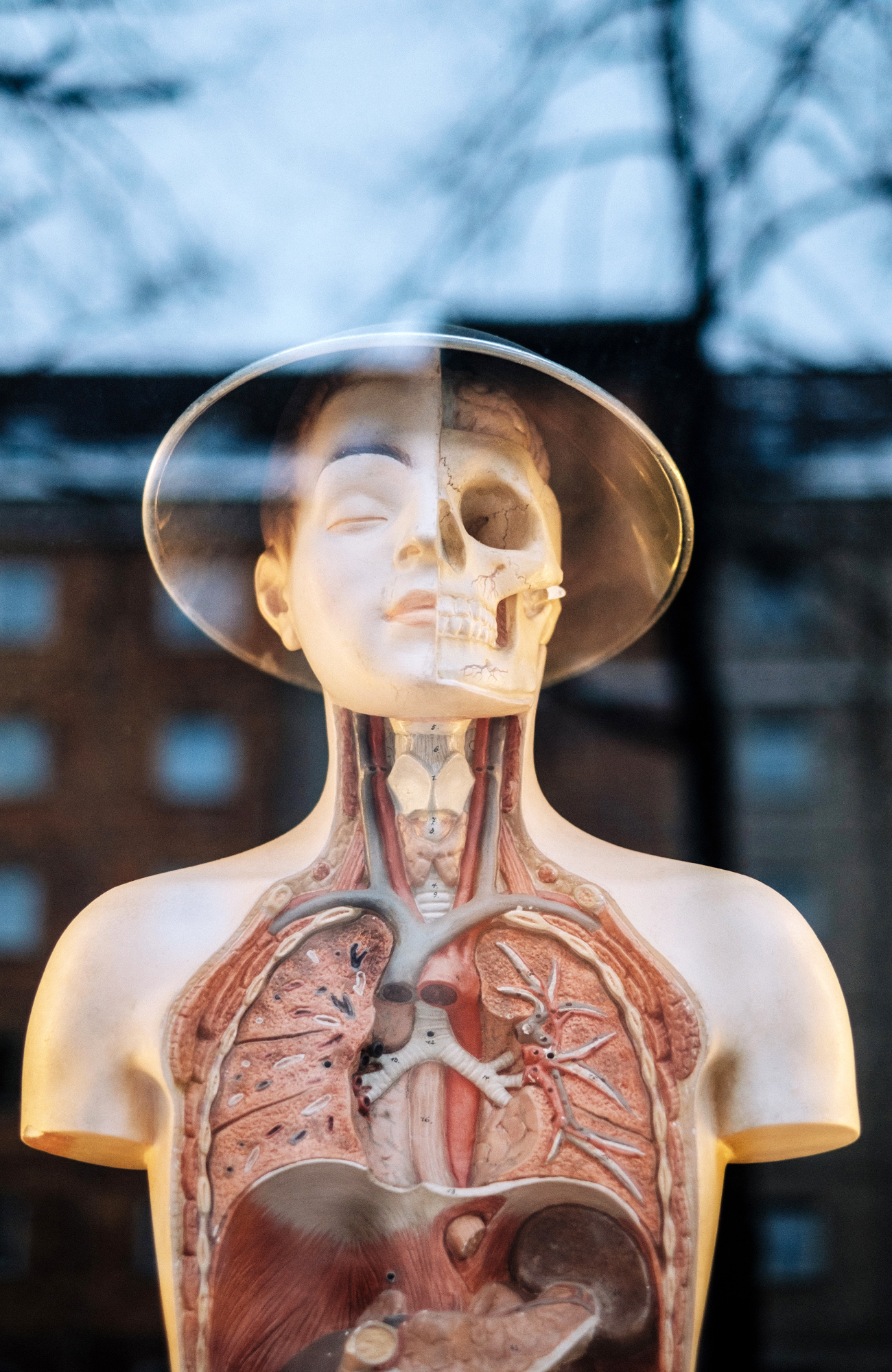 sundhedsvidenskab uddannelse i udlandet