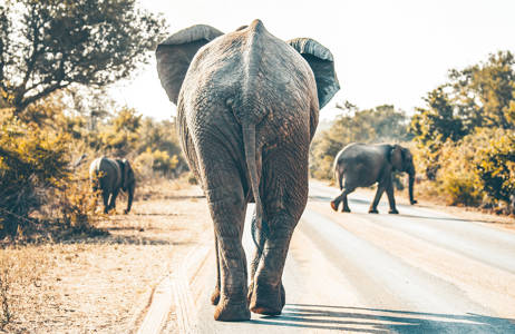 Oplev Kruger Nationalpark hvis du er til safari og dyreliv