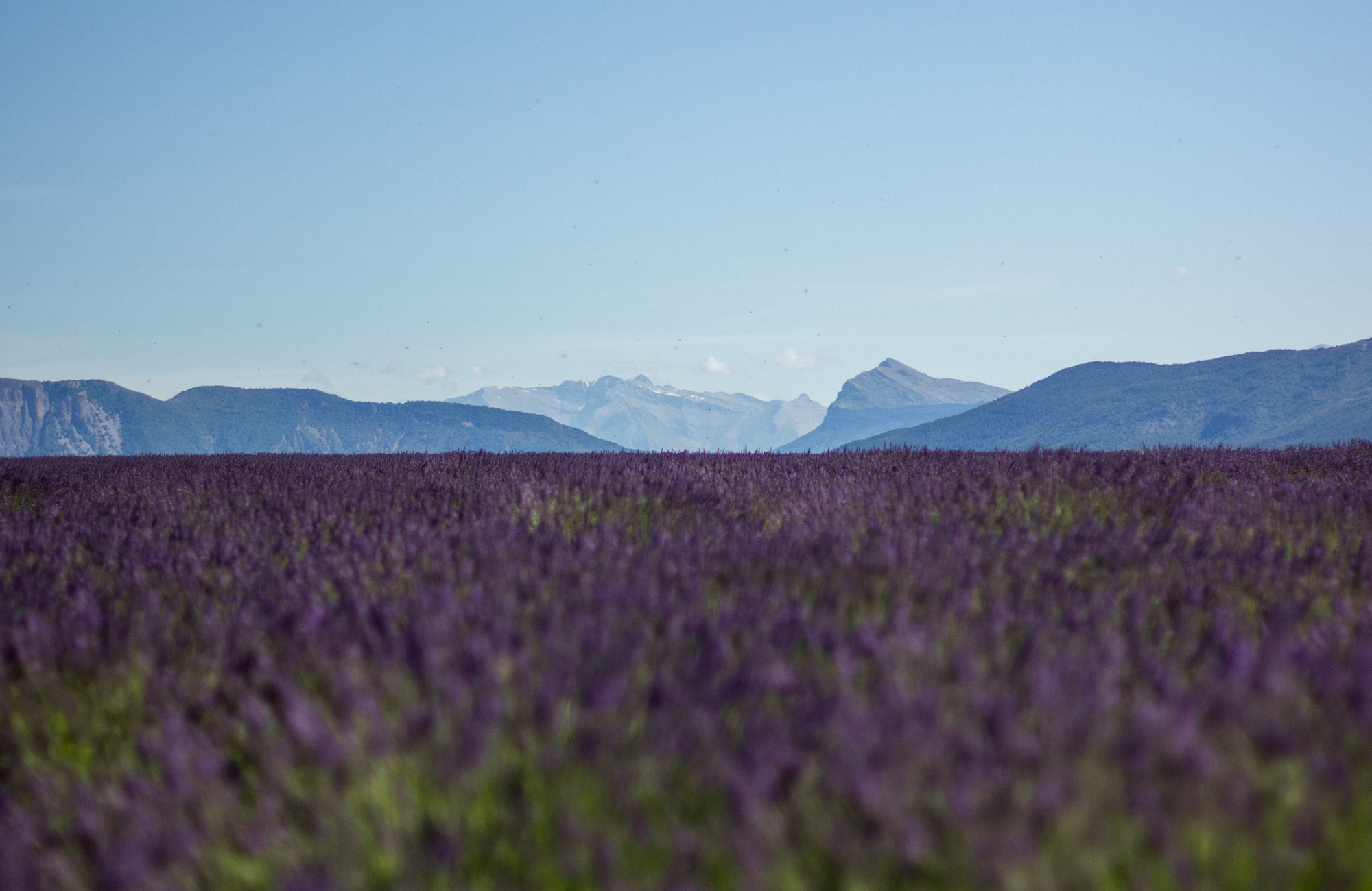 lavendelmarker og bjerge i Frankrig