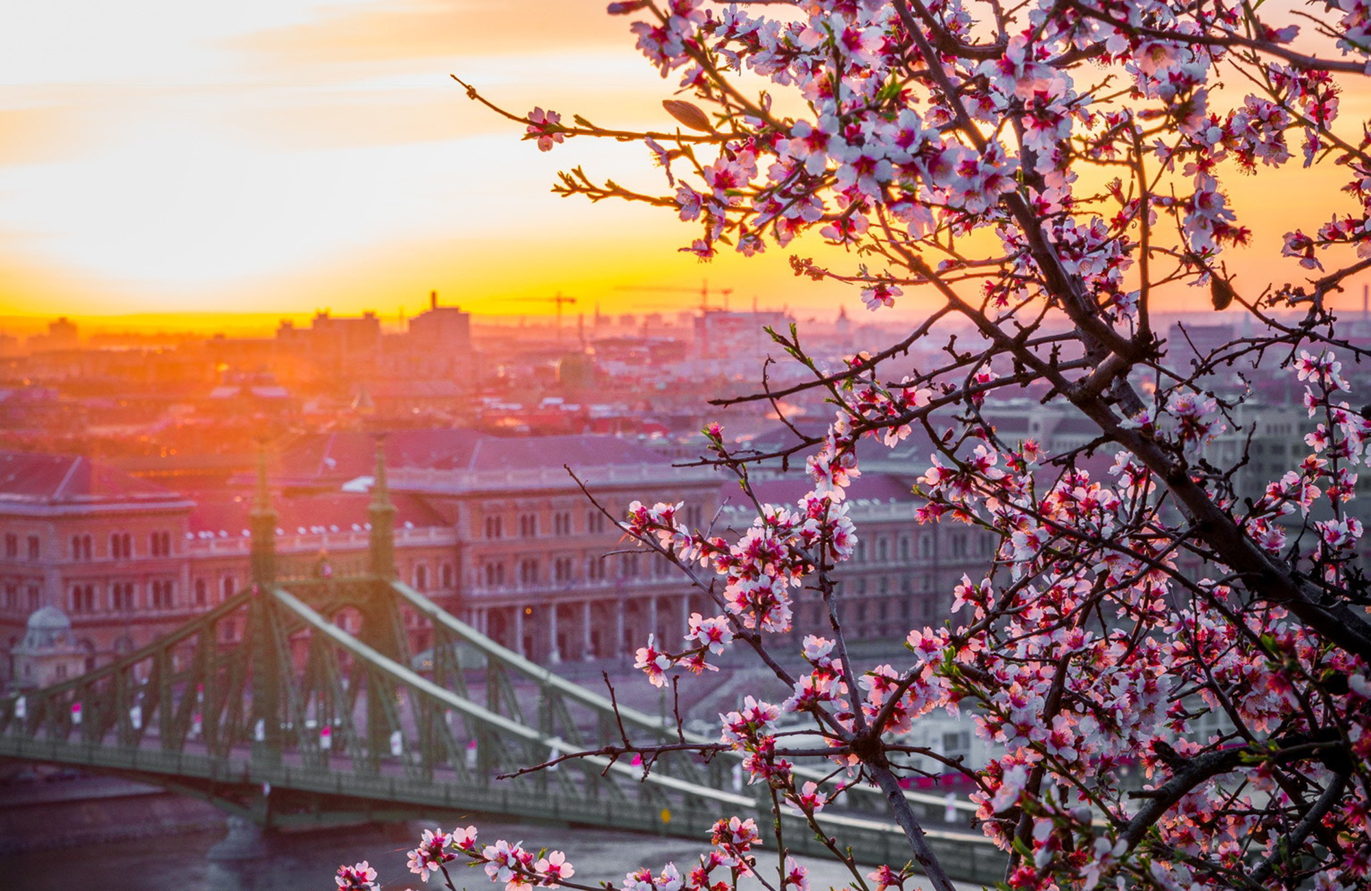 oplev liberty bridge på studieturen til Budapest