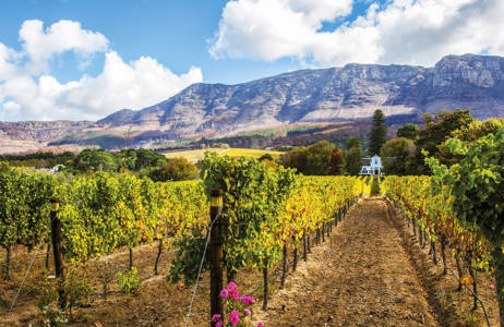 cape-town-south-africa-wineyard