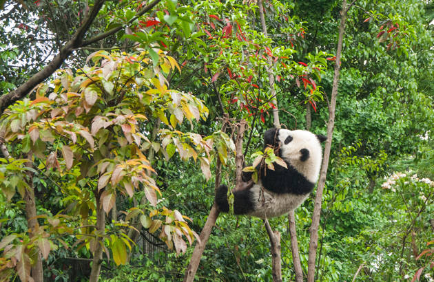 En panda kravler i et træ i Kina