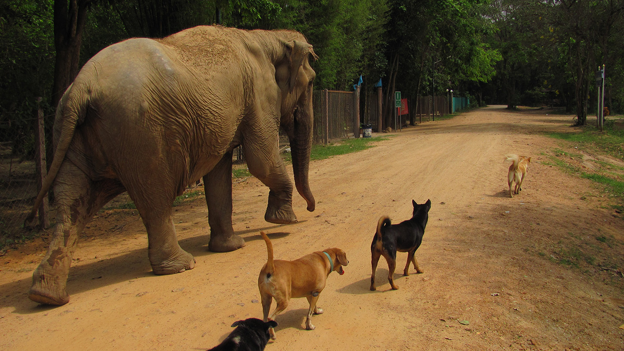 Frivilligt arbejde med dyr i Thailand | KILROY