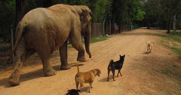 skal hjælpe Forståelse Frivilligt arbejde med dyr i udlandet | KILROY