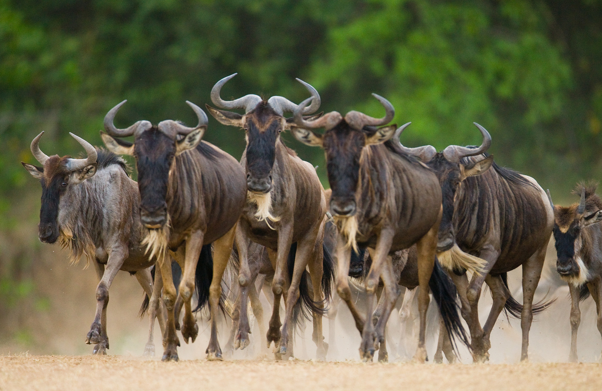 Safari i Afrika | Oplev dyrelivet i Afrika | KILROY