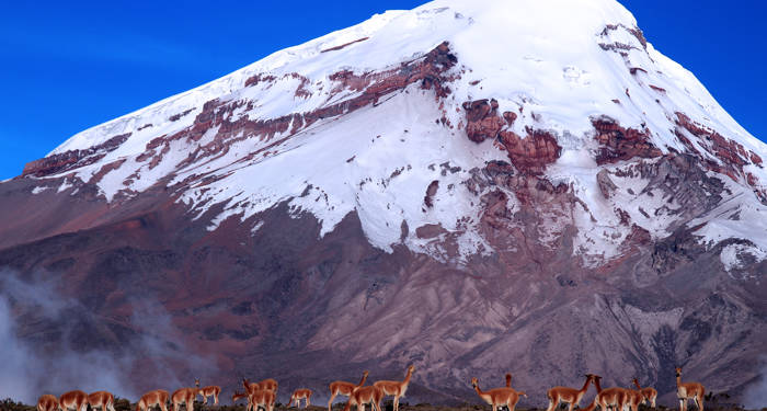 ecuador-chimborazo-volcano-with-lamas-cover