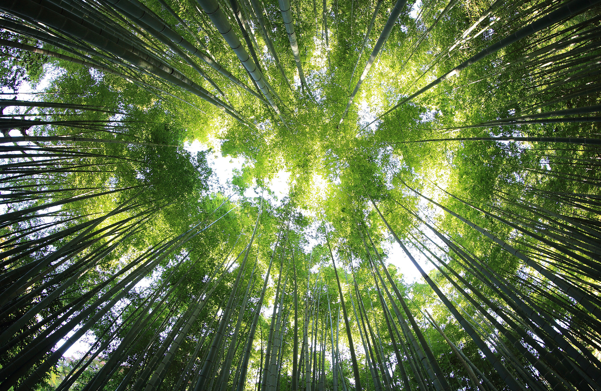 læs biologi i udlandet