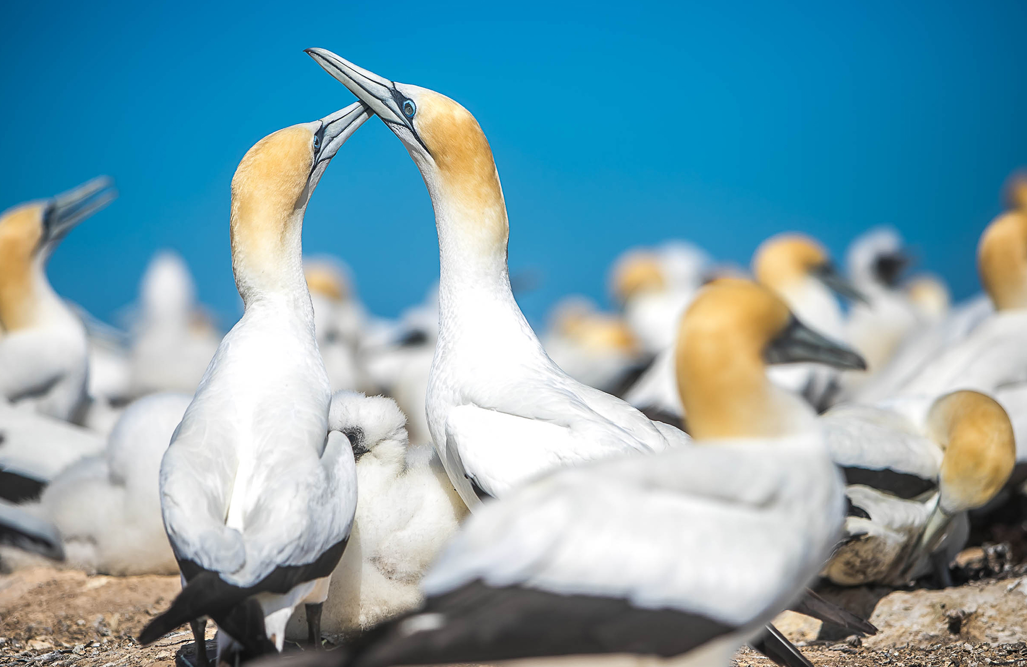 New Zealands nordø | KILROY