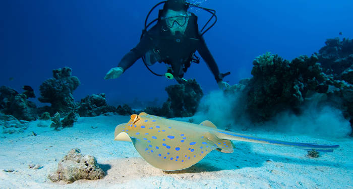 diving-australia-bluespotted-stingray-cover