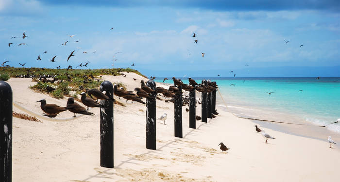 Nyd de mange smukke strande der omringer Cairns