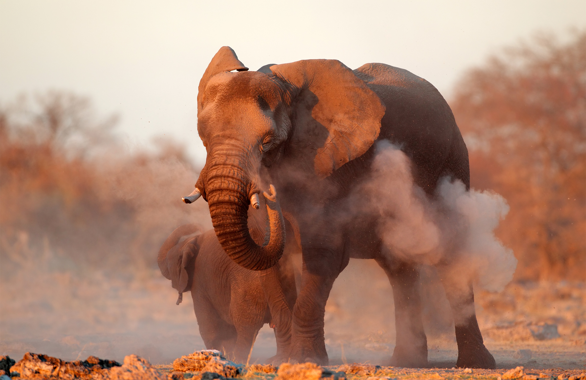 Safari i Etosha National Park i Namibia, Afrika - KILROY
