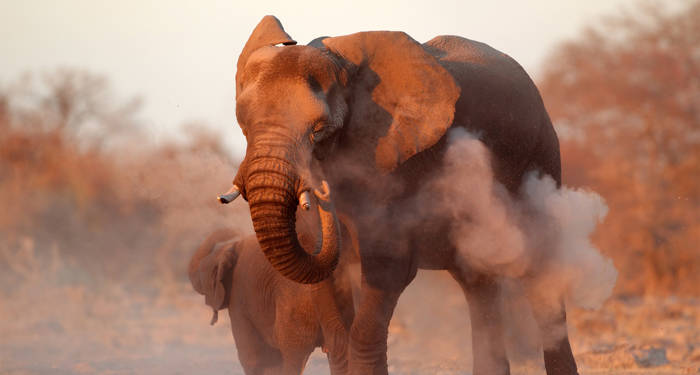 Elefant i Namibia