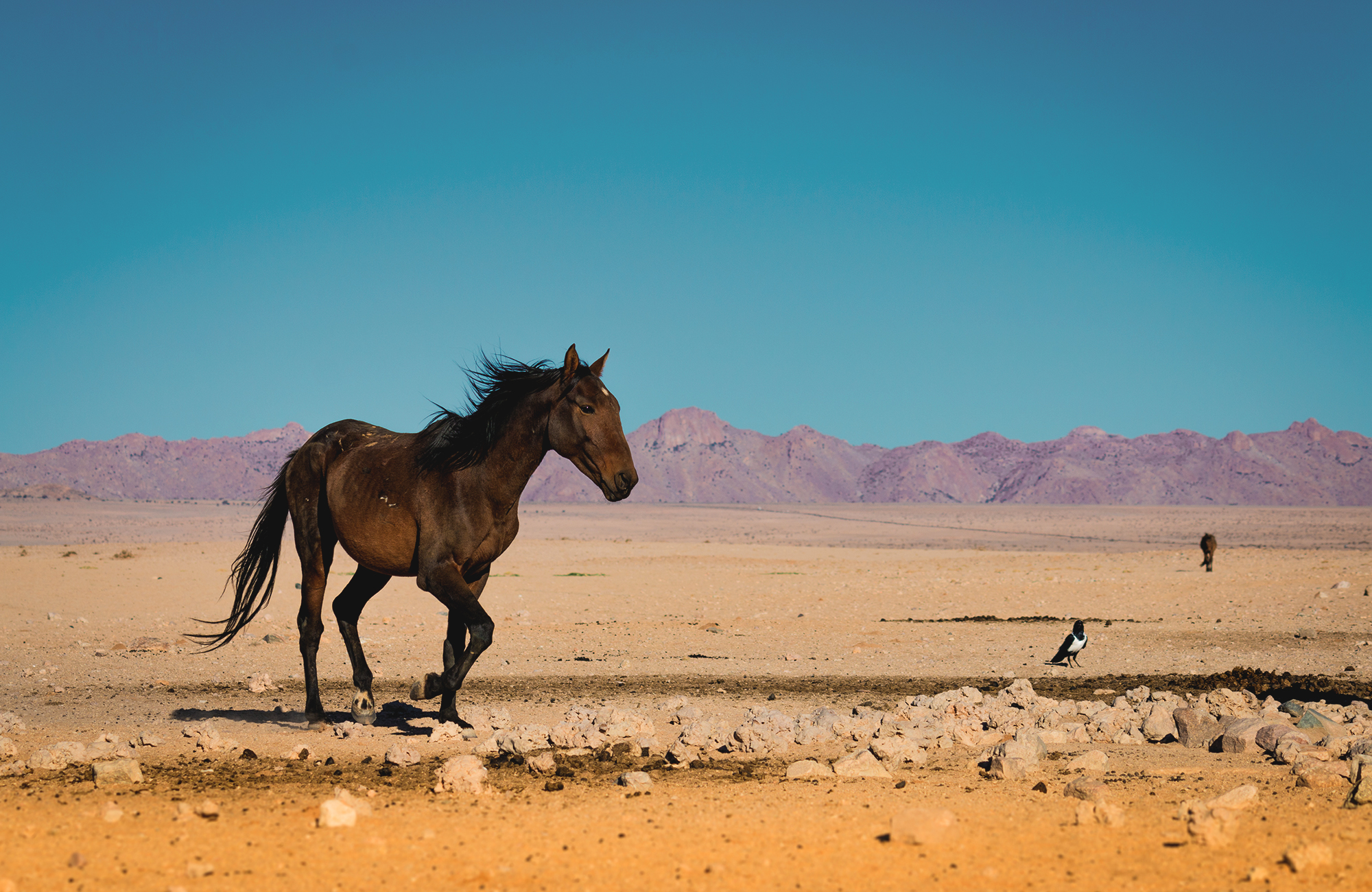 Vilde ørkenheste i Namibia, Afrika - KILROY