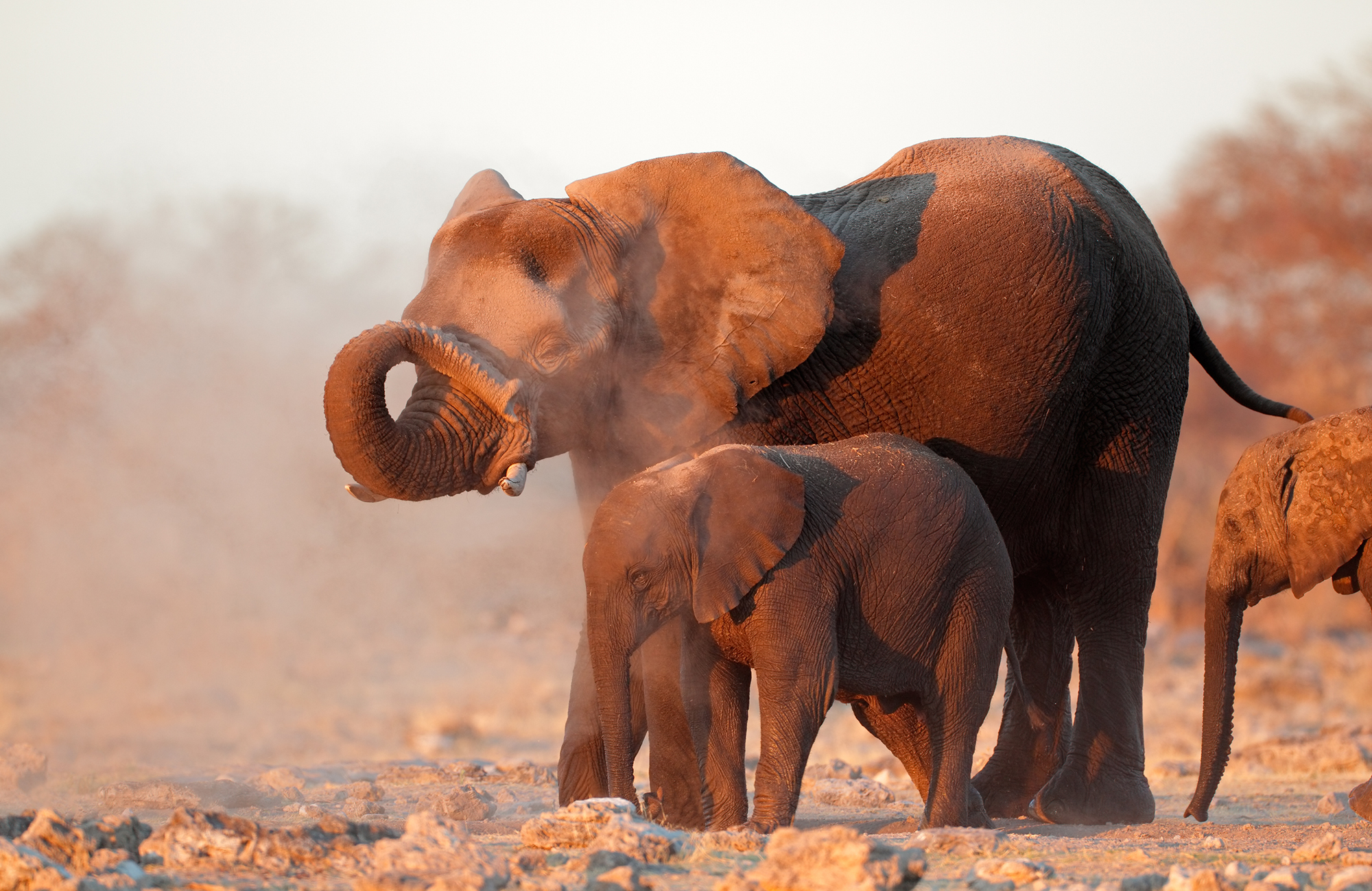 Olifant werpt een stofwolk op in het Etosha National Park in Namibië