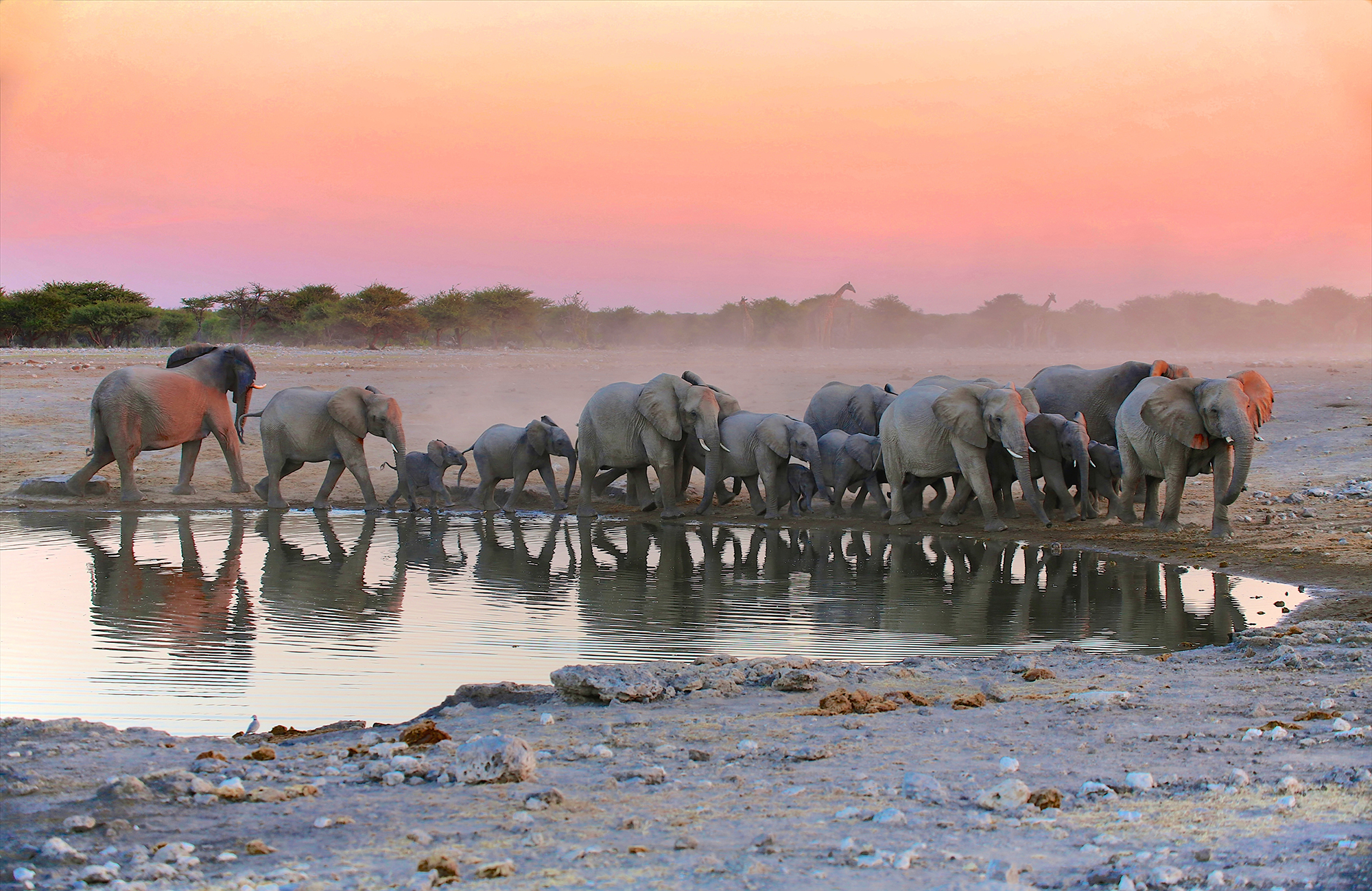 Ørkenelefanter i Namibia, Afrika - KILROY