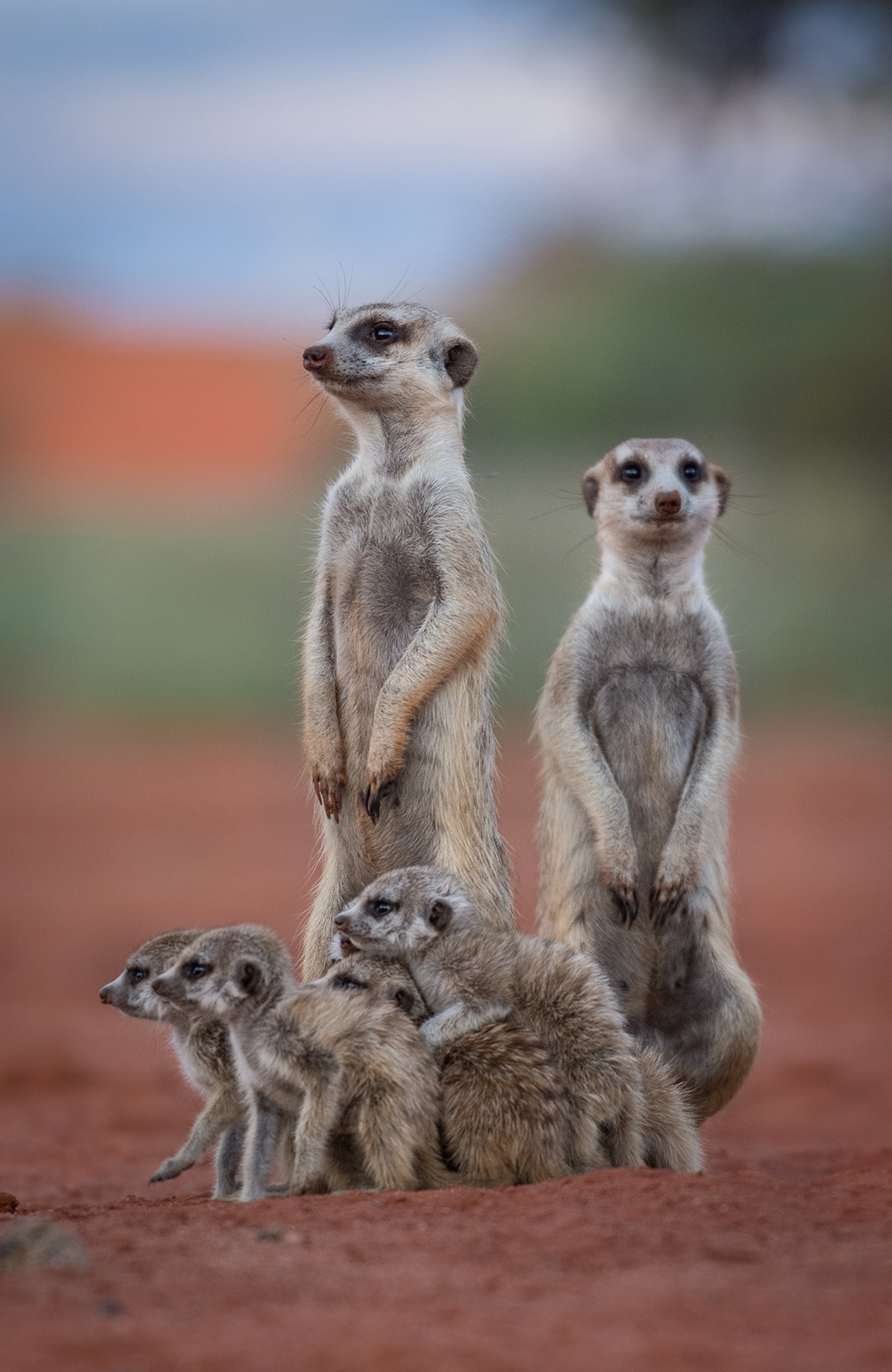 Safari i Namibia | Safarirejser til Namibia | KILROY