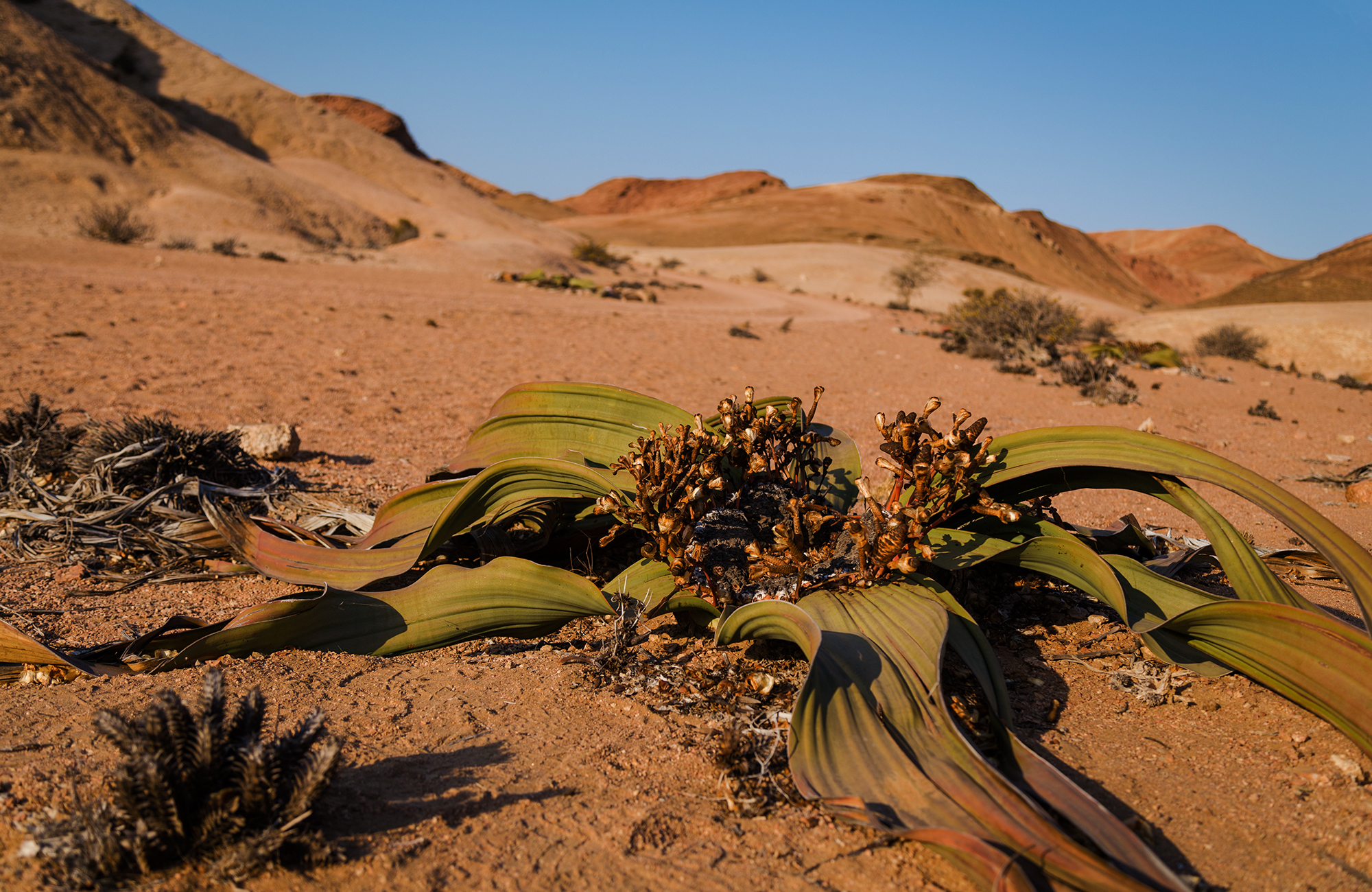 Welwitschia, Namibias nationalblomst - KILROY
