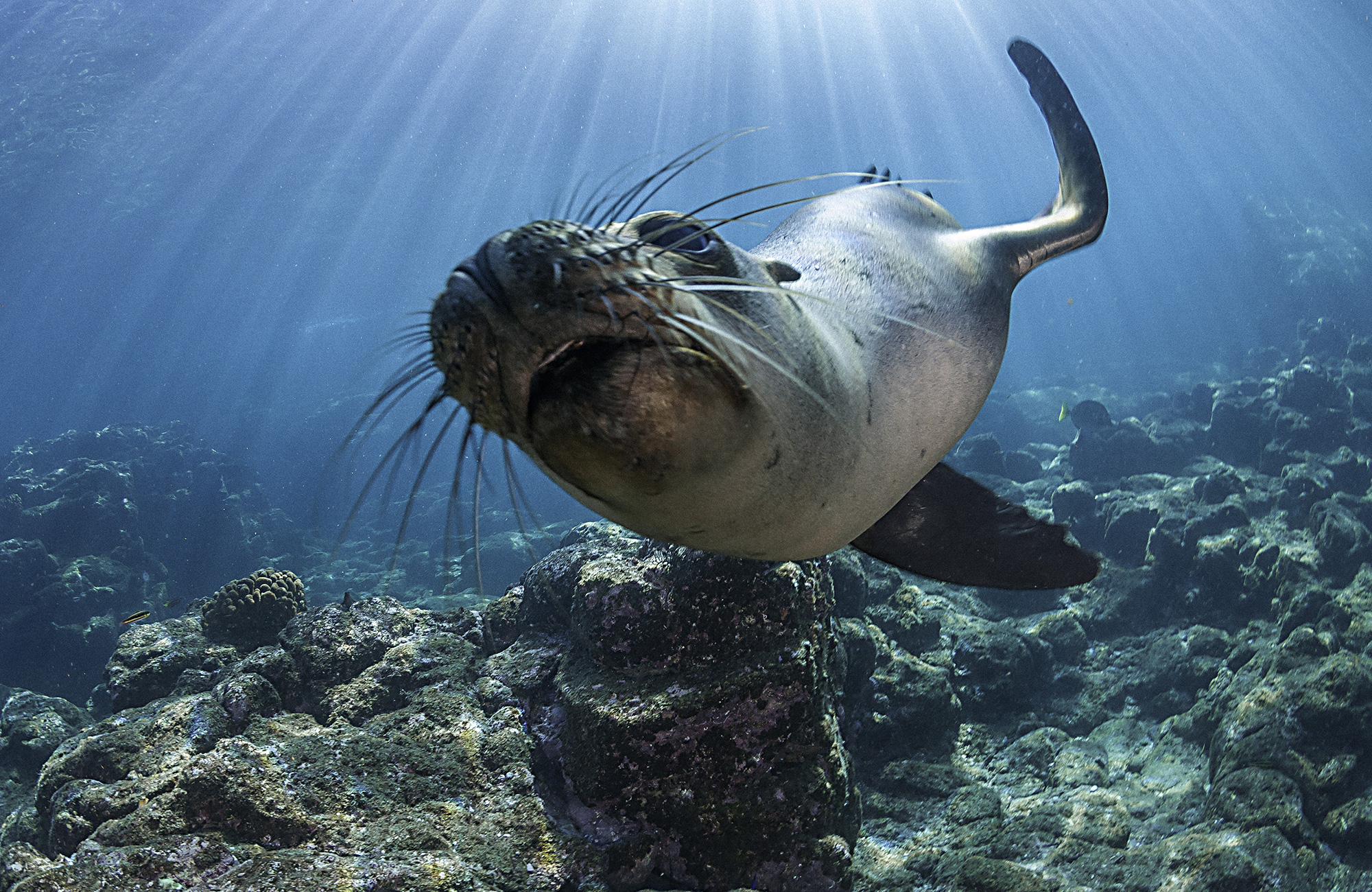 Er et ø-hop i Galapagos overhovedet værd at prøve?